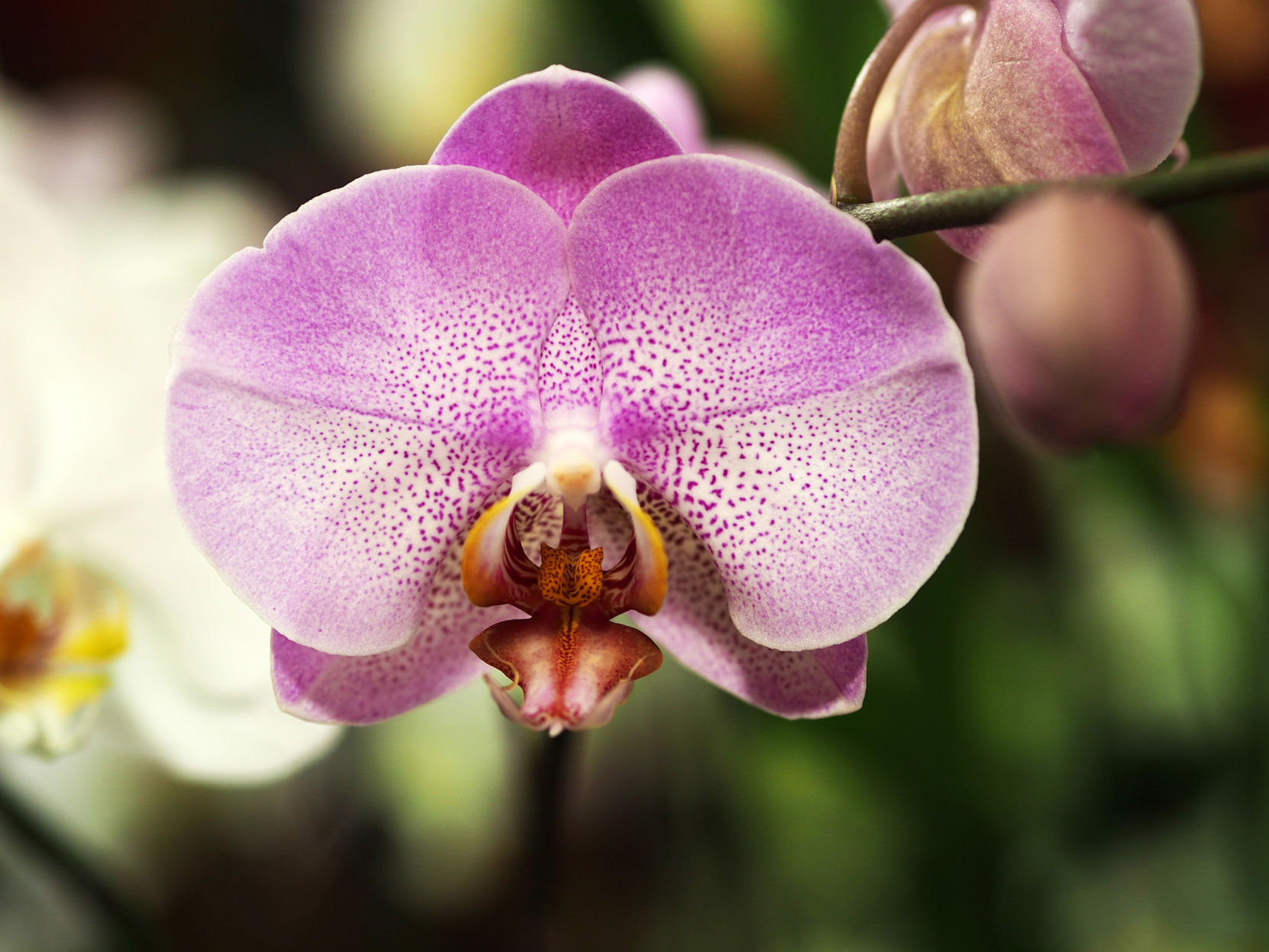 Phal - light purple.JPG